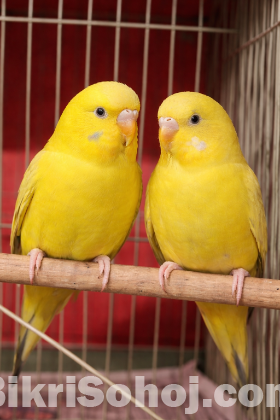 1 জোড়া Full Adult লুটিনো (Red Eye) বাজিগর বিক্রি হবে